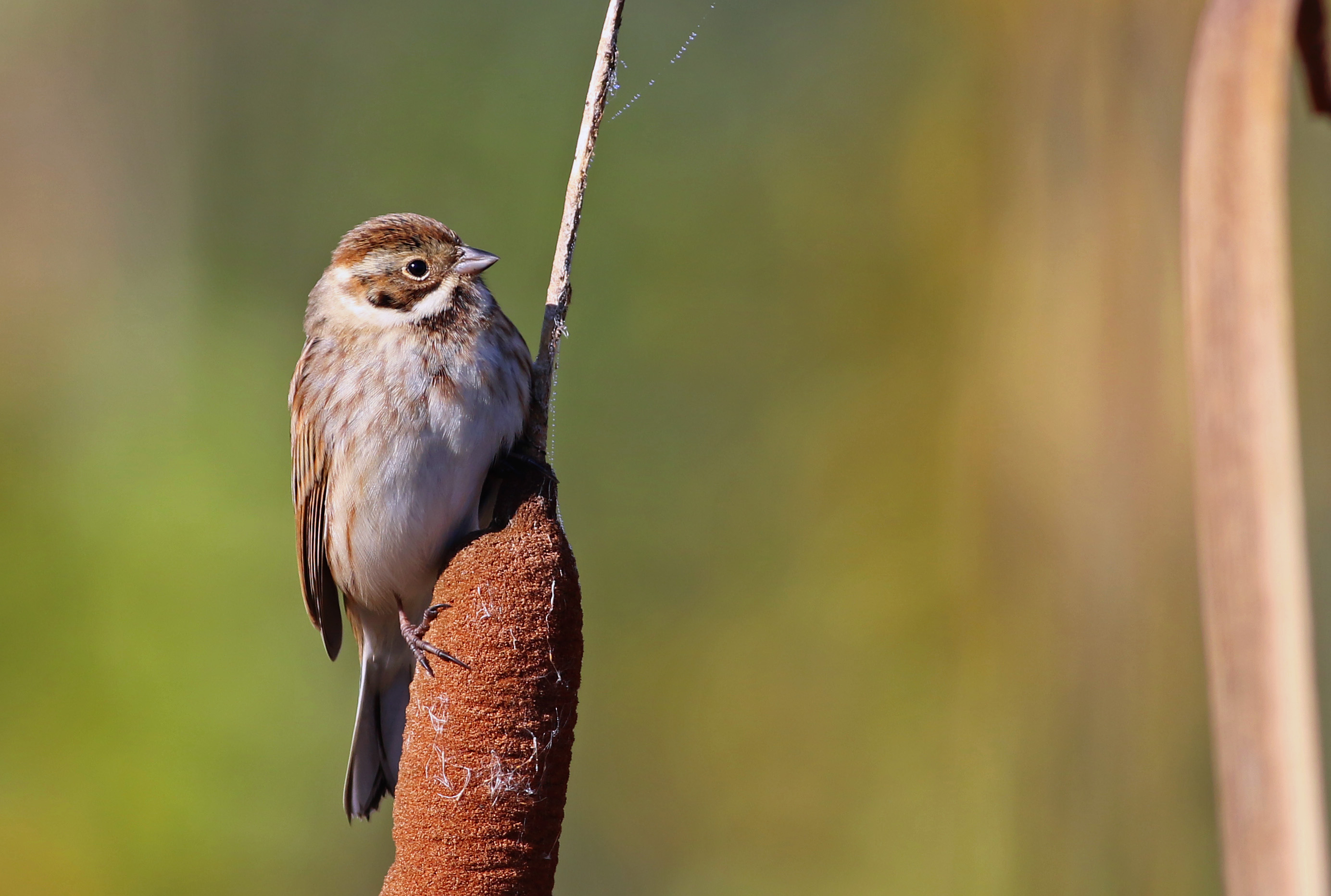 Reed Bunting